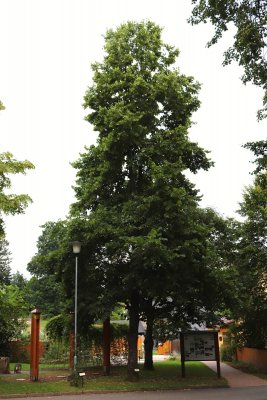 Tilia americana 'Nova' - lípa americká - celek